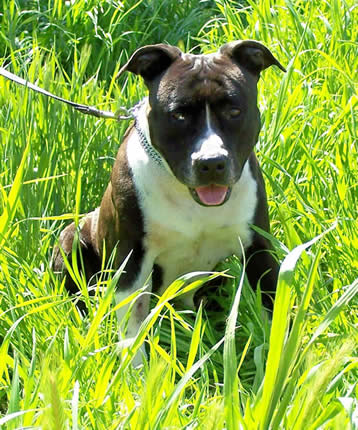 Aust. CH. Lykan Nishanu